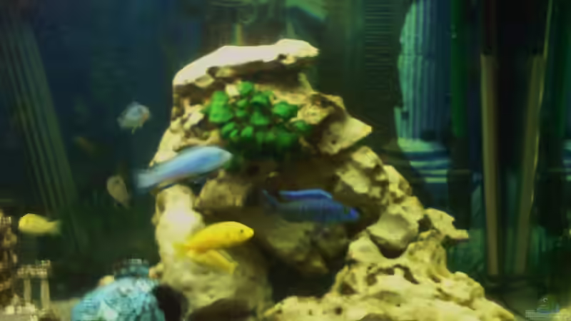 Dekoration im Aquarium Becken 12575 von Pino Macri (3)