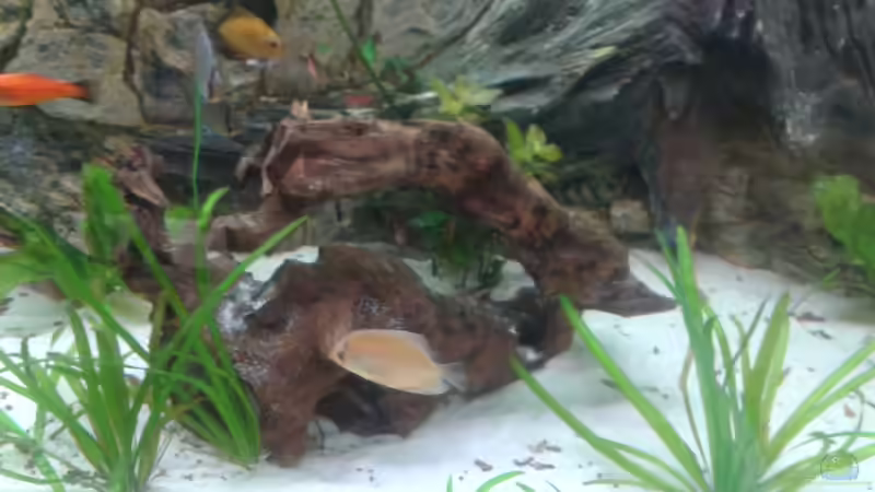 Dekoration im Aquarium Becken 12585 von Stephan Roberg (4)