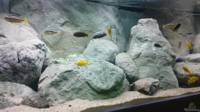 Dekoration im Aquarium Becken 12684 von Oliver Menck (5)