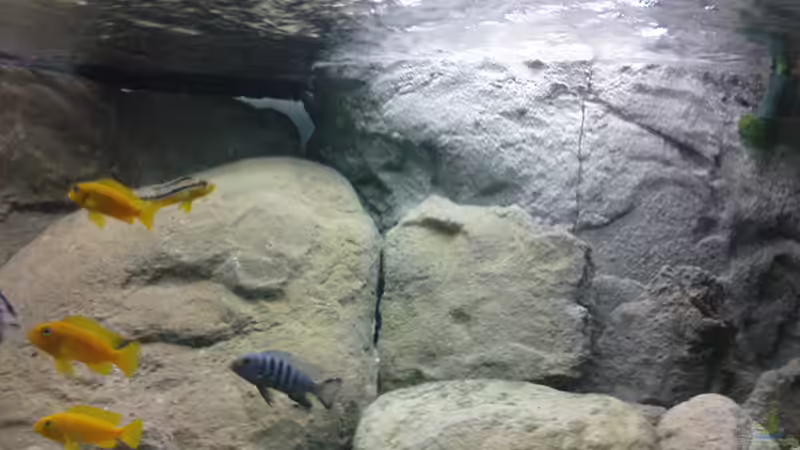 Dekoration im Aquarium Becken 12684 von Oliver Menck (7)