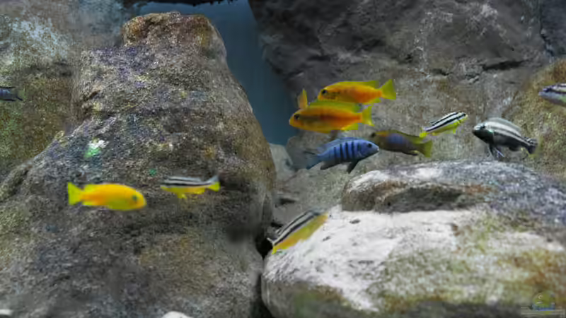 Dekoration im Aquarium Becken 12684 von Oliver Menck (8)