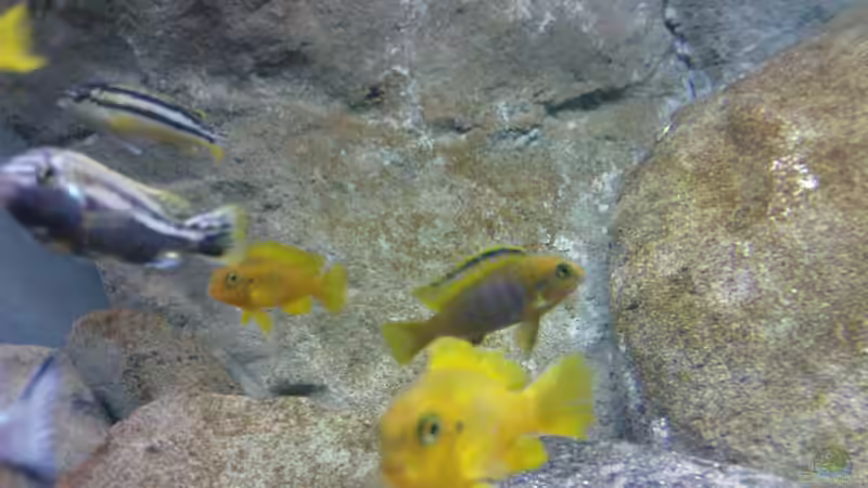 Dekoration im Aquarium Becken 12684 von Oliver Menck (9)