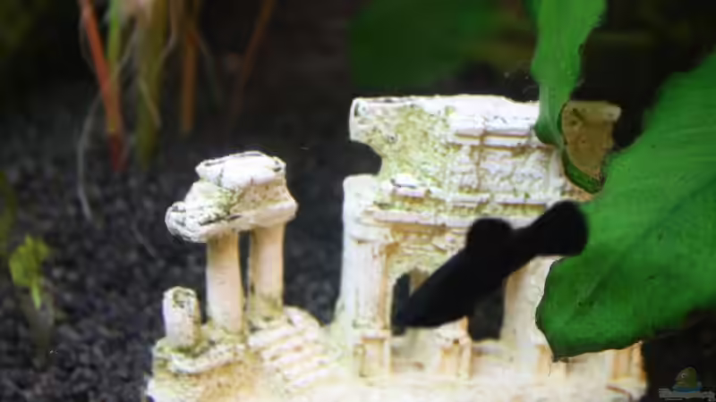 Dekoration im Aquarium Becken 12693 von Kevin Heidel (3)