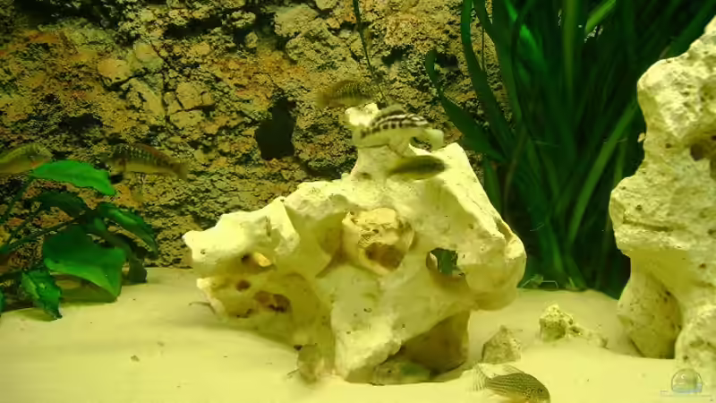 Dekoration im Aquarium Becken 12705 von Shark (13)