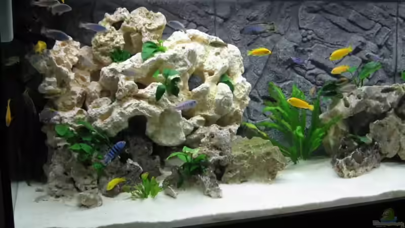 Dekoration im Aquarium Becken 12713 von Michael Geyer (6)