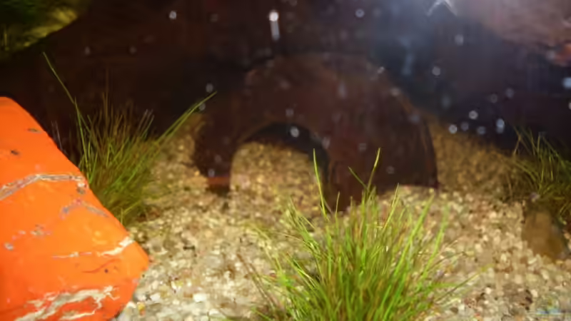 Dekoration im Aquarium Becken 12720 von MicDunDee (10)