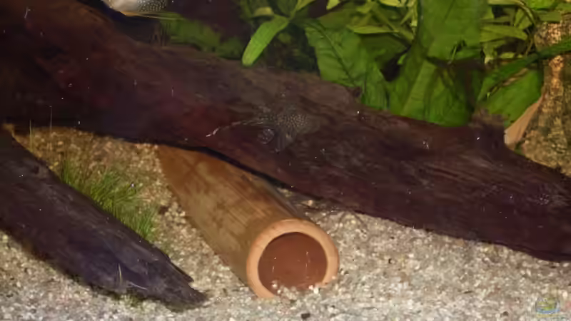 Dekoration im Aquarium Becken 12720 von MicDunDee (11)