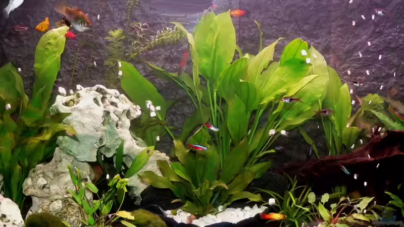 Dekoration im Aquarium Becken 12725 von Franco Patti (4)