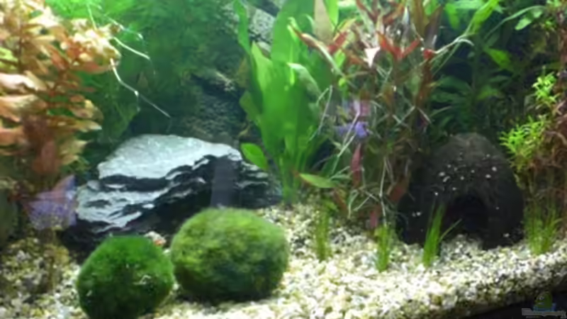 Dekoration im Aquarium Becken 12734 von Königscobra (15)