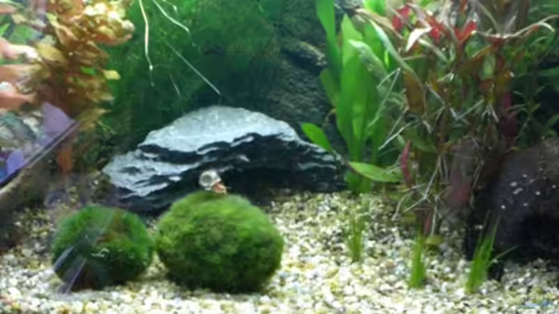 Dekoration im Aquarium Becken 12734 von Königscobra (16)