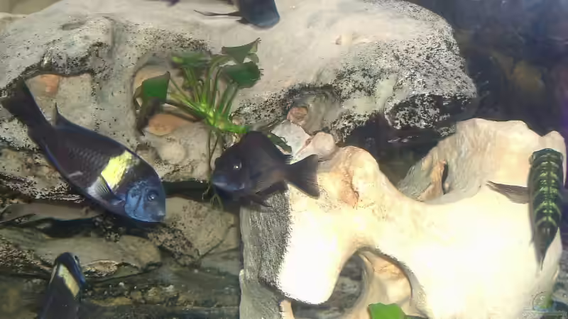 Dekoration im Aquarium Becken 1275 von Aqua92 (11)