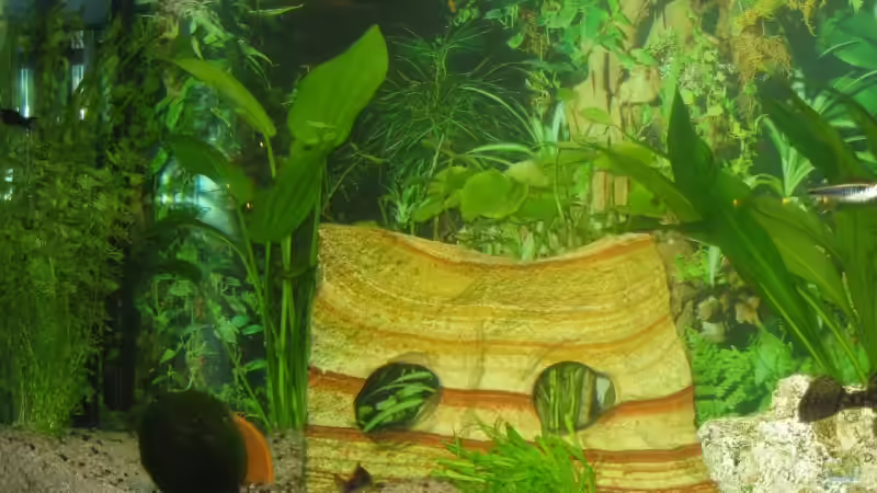 Dekoration im Aquarium Becken 12758 von Stefan Holzmann (6)