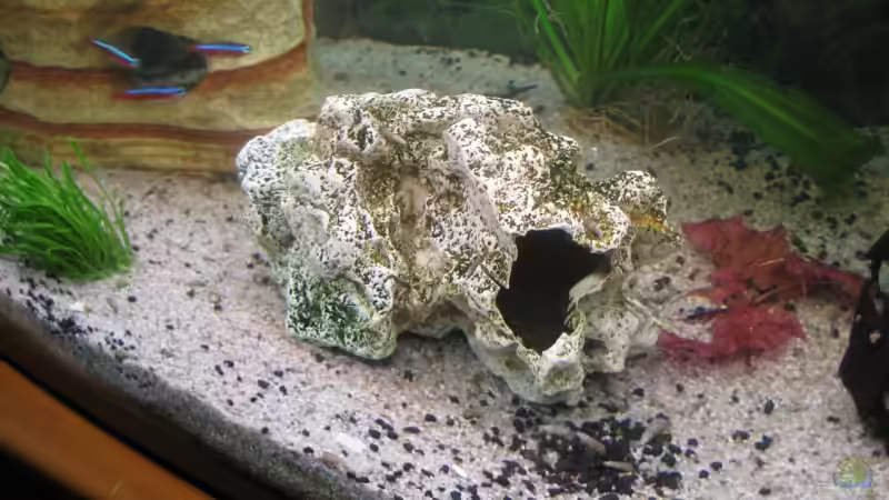 Dekoration im Aquarium Becken 12758 von Stefan Holzmann (8)