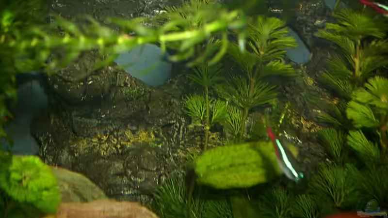 Dekoration im Aquarium Becken 12813 von Labeo bicolor (7)