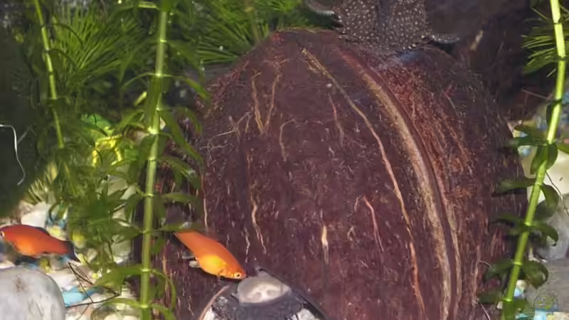 Dekoration im Aquarium Becken 12813 von Labeo bicolor (9)