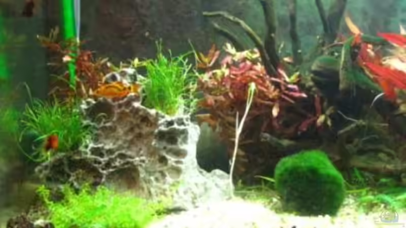 Dekoration im Aquarium Becken 12848 von oONiTrOo (9)