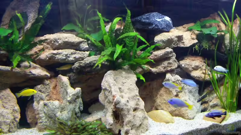 Dekoration im Aquarium Becken 1287 von Roman Bischof (3)