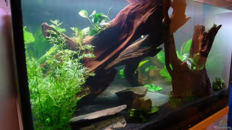 Dekoration im Aquarium Becken 12899 von Paul Kerschbaumer (12)