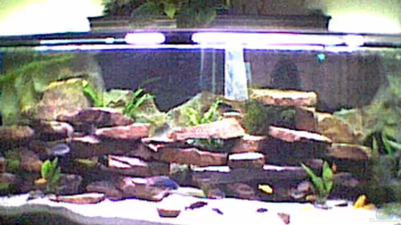 Dekoration im Aquarium Becken 129 von Michael Ehrle (3)