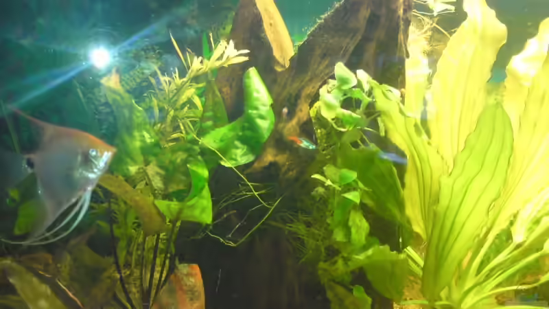 Dekoration im Aquarium Becken 12955 von onkelstefan2005 (10)