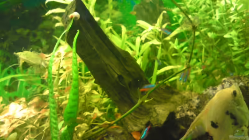 Dekoration im Aquarium Becken 12955 von onkelstefan2005 (11)