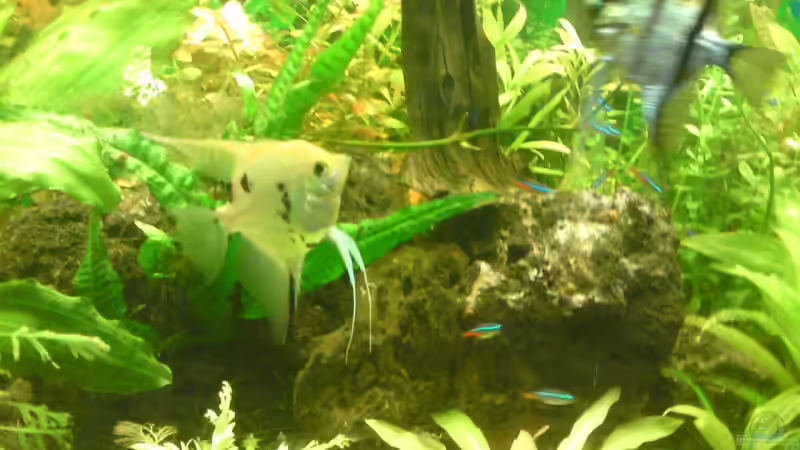 Dekoration im Aquarium Becken 12955 von onkelstefan2005 (13)