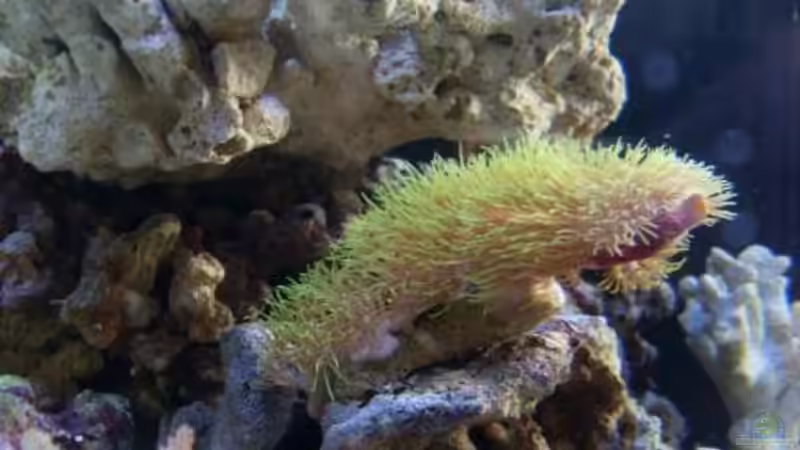 Dekoration im Aquarium Becken 12980 von andi1 (19)