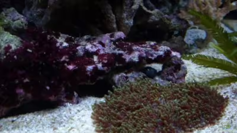 Dekoration im Aquarium Becken 12980 von andi1 (20)