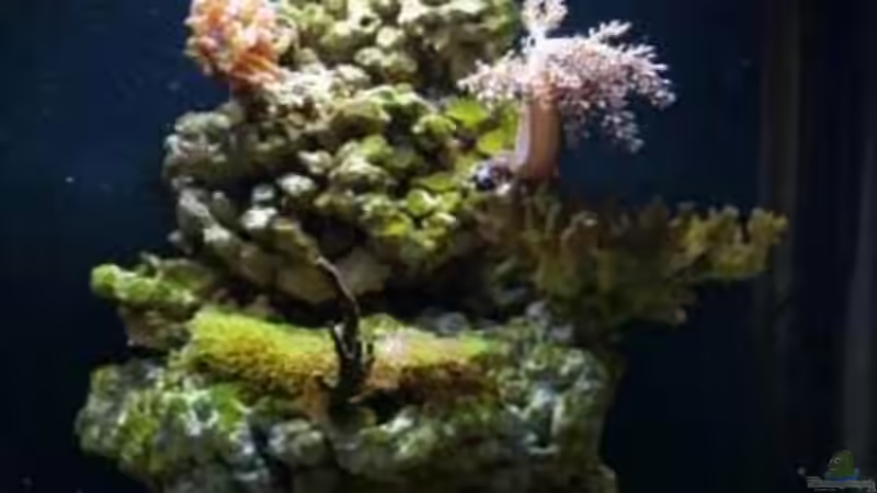 Dekoration im Aquarium Becken 12980 von andi1 (21)