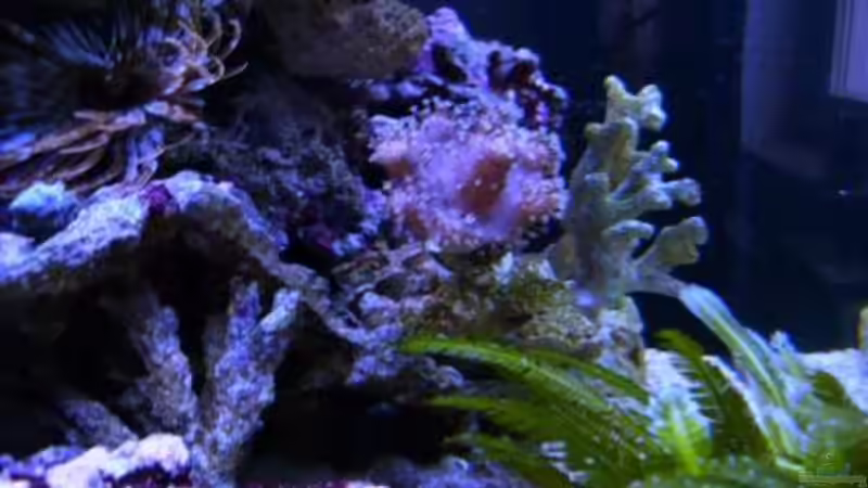 Dekoration im Aquarium Becken 12980 von andi1 (22)