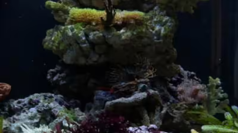 Dekoration im Aquarium Becken 12980 von andi1 (24)