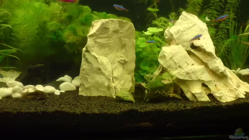 Dekoration im Aquarium Becken 12996 von Jan Wilhelm (6)