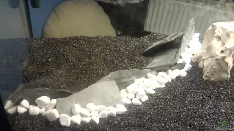 Dekoration im Aquarium Becken 12996 von Jan Wilhelm (8)