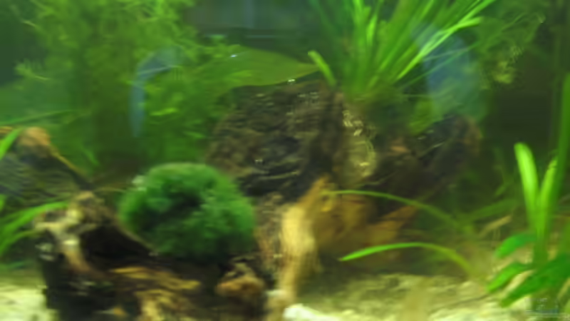 Dekoration im Aquarium Becken 12997 von Goldy (3)