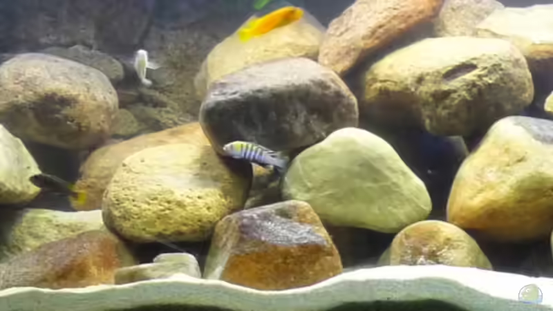 Dekoration im Aquarium Becken 13000 von Chimbwe (11)