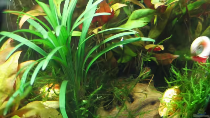 Dekoration im Aquarium Becken 13028 von Yasmeen (4)