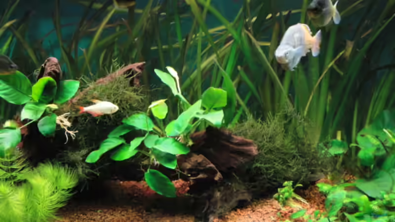 Dekoration im Aquarium Becken 13041 von Günther Kopf (24)