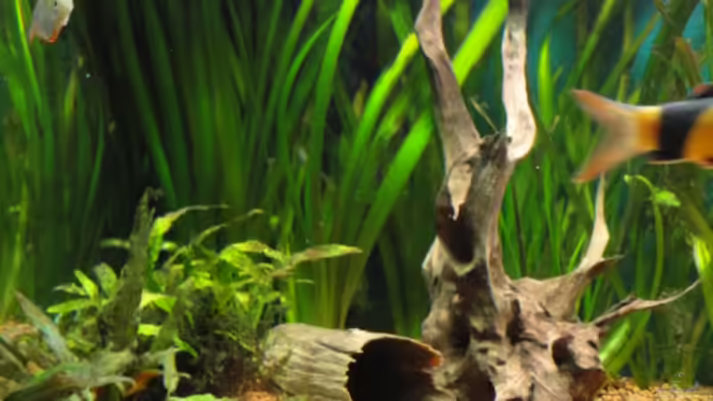 Dekoration im Aquarium Becken 13041 von Günther Kopf (25)