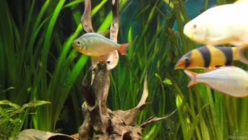 Dekoration im Aquarium Becken 13041 von Günther Kopf (26)