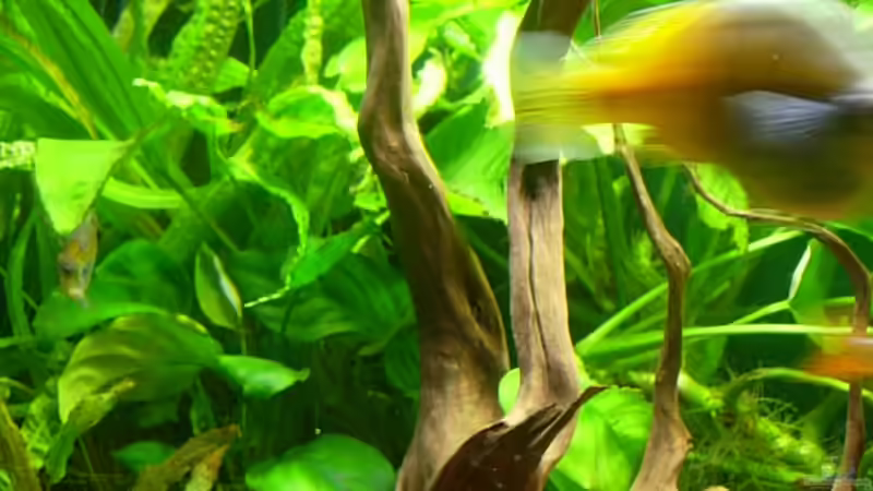 Dekoration im Aquarium Becken 13041 von Günther Kopf (27)