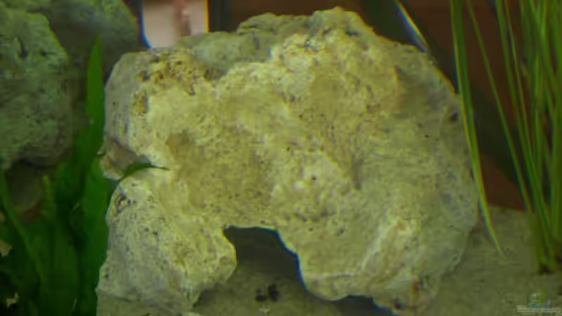 Dekoration im Aquarium Becken 13057 von KingJosch (7)