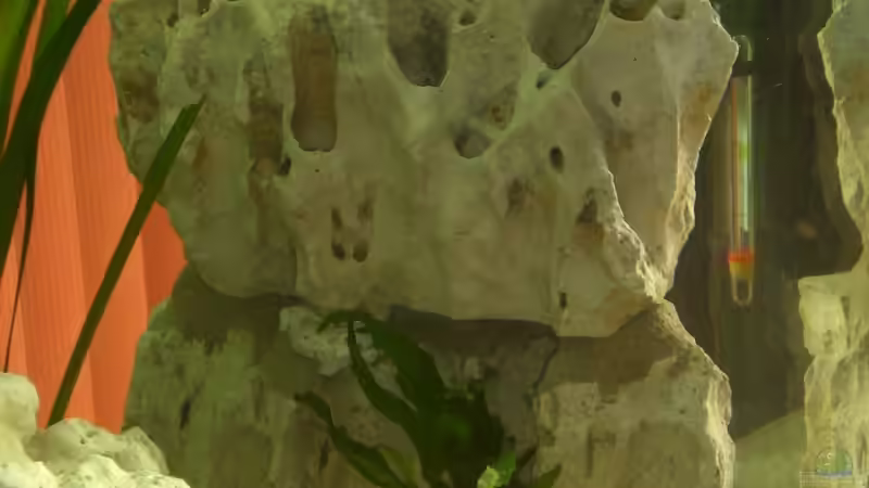 Dekoration im Aquarium Becken 13057 von KingJosch (8)