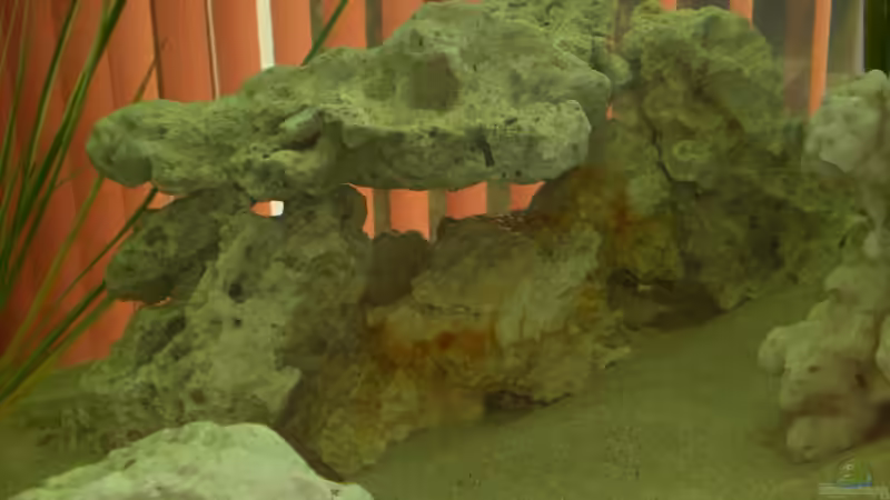 Dekoration im Aquarium Becken 13057 von KingJosch (9)