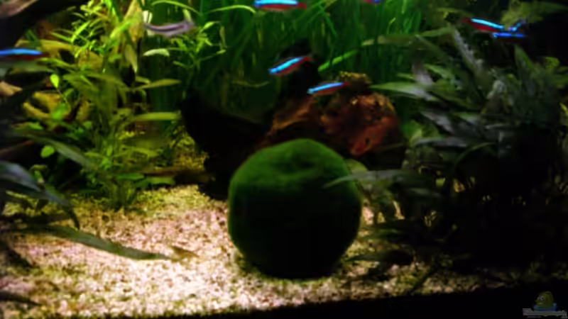 Dekoration im Aquarium Becken 13094 von Phillip Balters (4)