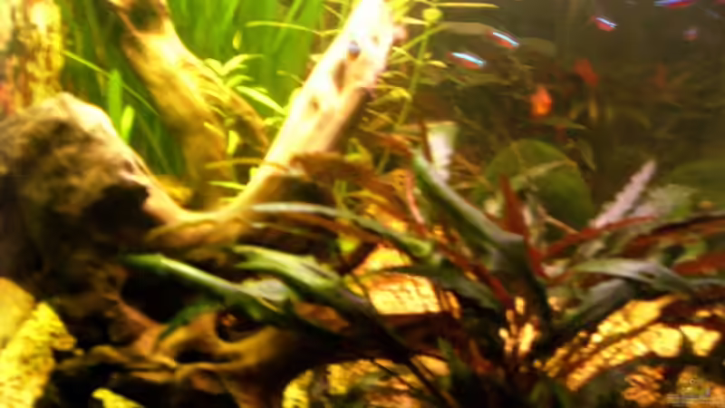 Dekoration im Aquarium Becken 13094 von Phillip Balters (5)