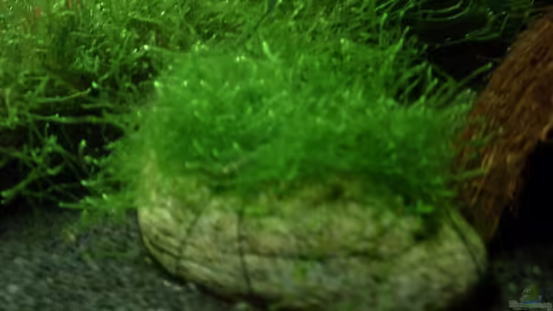 Dekoration im Aquarium Becken 13207 von Red Fire (10)