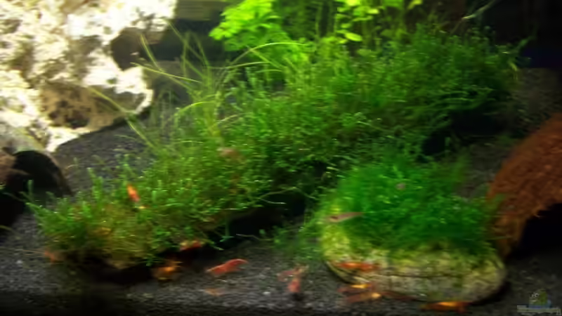 Dekoration im Aquarium Becken 13207 von Red Fire (6)