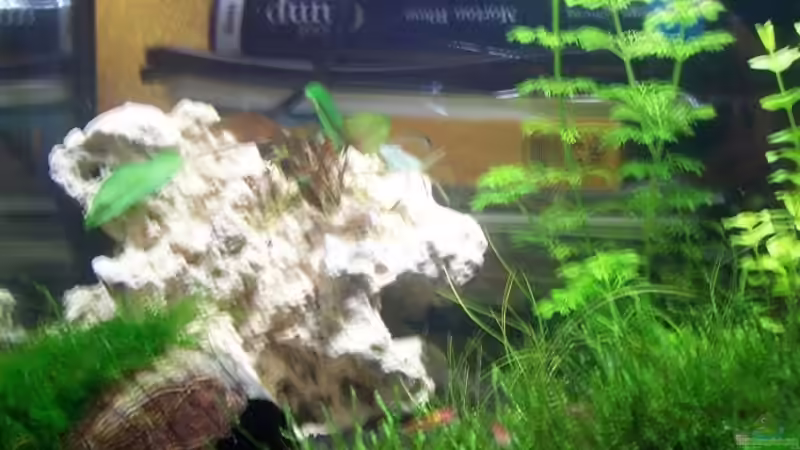 Dekoration im Aquarium Becken 13207 von Red Fire (7)