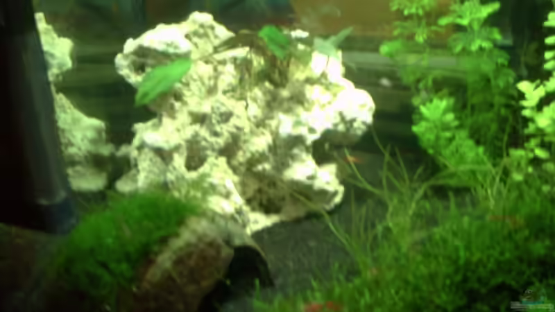 Dekoration im Aquarium Becken 13207 von Red Fire (9)