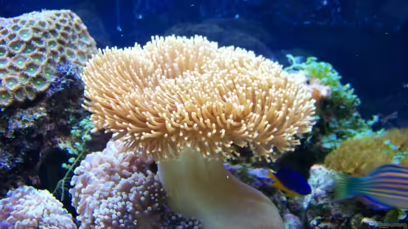 Dekoration im Aquarium Becken 13240 von Rudolf Erni (4)